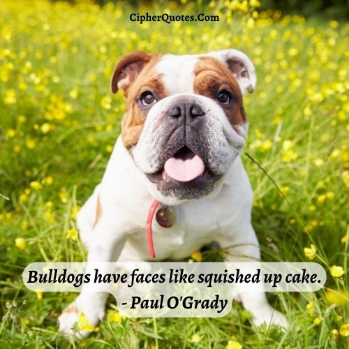 quotes about french bulldogs