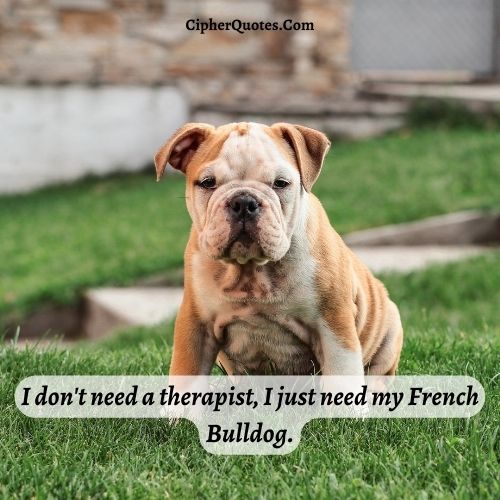 french bulldog captions for instagram
