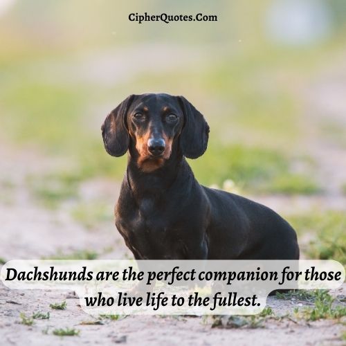 dachshund christmas quotes