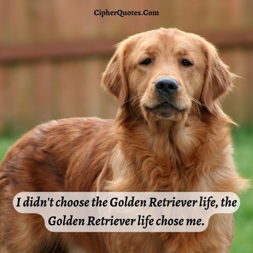 golden retriever quotes funny