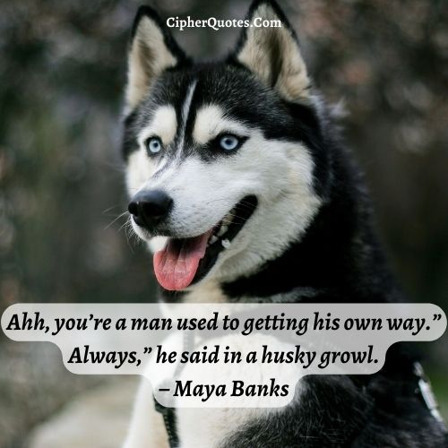 husky quotes