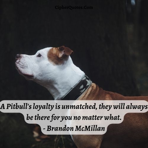 quotes about pitbulls