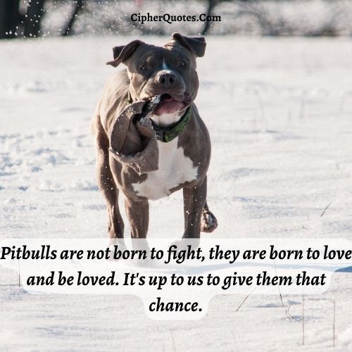 quotes about pitbull dogs