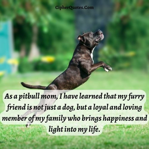 cute pitbull mom quotes