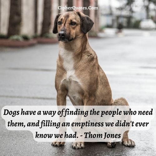 street dog love quotes