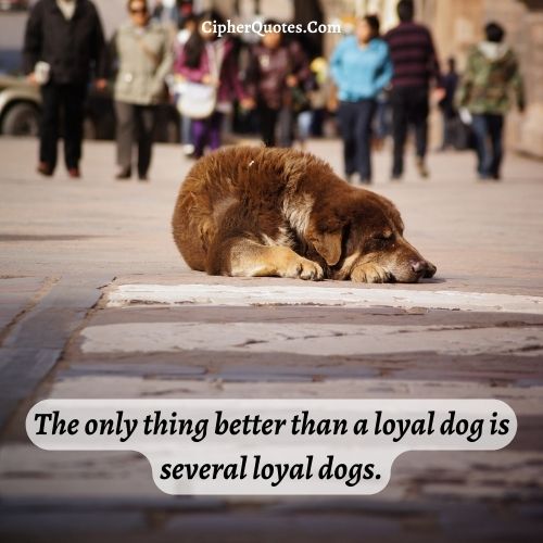 quotes for stray dogs