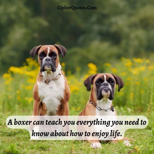boxer dog quotes