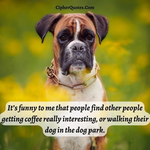 boxer dog funny quotes